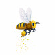 Alveola, la cité des abeilles, Two Manta Games